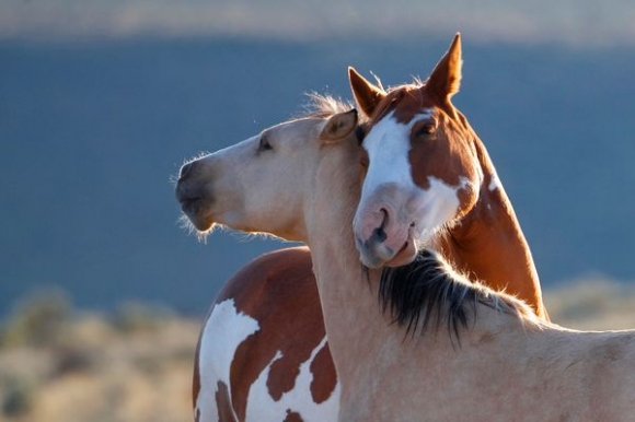 l-Horses-need-love-too